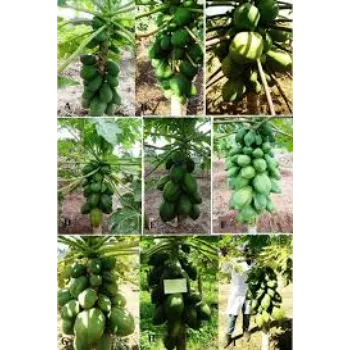 Attractive Papaya Plant